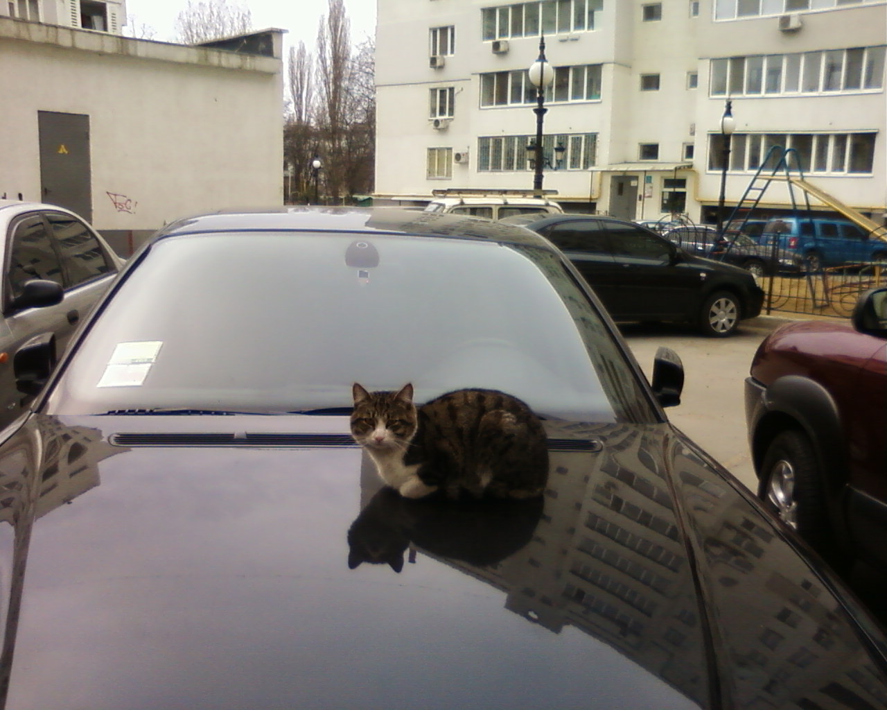 Кошка на капоте. Кошка в машине. Кот на капоте. Коты на капоте. Кошка на капоте машины.